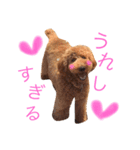 スタンダードプードルのもこちゃん（個別スタンプ：21）