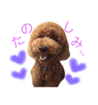 スタンダードプードルのもこちゃん（個別スタンプ：27）