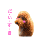 スタンダードプードルのもこちゃん（個別スタンプ：30）