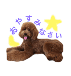 スタンダードプードルのもこちゃん（個別スタンプ：31）