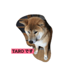 OKAMOTO TARO  TANAKA sp（個別スタンプ：8）
