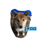 OKAMOTO TARO  TANAKA sp（個別スタンプ：19）