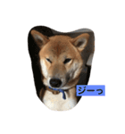 OKAMOTO TARO  TANAKA sp（個別スタンプ：21）