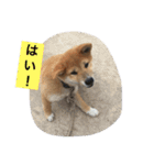 OKAMOTO TARO  TANAKA sp（個別スタンプ：23）