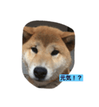 OKAMOTO TARO  TANAKA sp（個別スタンプ：24）