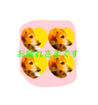 ミニチュアダックスフンドなな（個別スタンプ：3）