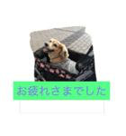 ミニチュアダックスフンドなな（個別スタンプ：4）
