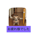 ミニチュアダックスフンドなな（個別スタンプ：5）
