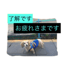 ミニチュアダックスフンドなな（個別スタンプ：6）