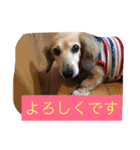 ミニチュアダックスフンドなな（個別スタンプ：9）