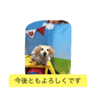 ミニチュアダックスフンドなな（個別スタンプ：10）