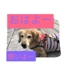 ミニチュアダックスフンドなな（個別スタンプ：11）