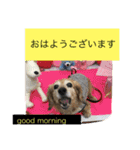 ミニチュアダックスフンドなな（個別スタンプ：12）