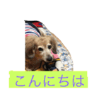 ミニチュアダックスフンドなな（個別スタンプ：13）