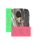 ミニチュアダックスフンドなな（個別スタンプ：15）
