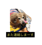 ミニチュアダックスフンドなな（個別スタンプ：19）
