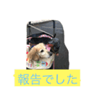 ミニチュアダックスフンドなな（個別スタンプ：21）