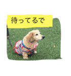 ミニチュアダックスフンドなな（個別スタンプ：22）