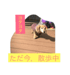 ミニチュアダックスフンドなな（個別スタンプ：23）