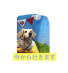 ミニチュアダックスフンドなな（個別スタンプ：24）