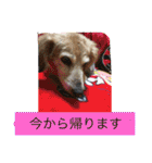 ミニチュアダックスフンドなな（個別スタンプ：25）