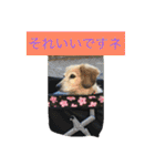 ミニチュアダックスフンドなな（個別スタンプ：28）