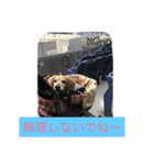 ミニチュアダックスフンドなな（個別スタンプ：29）