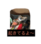 ミニチュアダックスフンドなな（個別スタンプ：30）