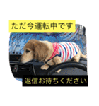 ミニチュアダックスフンドなな（個別スタンプ：31）