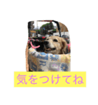 ミニチュアダックスフンドなな（個別スタンプ：33）