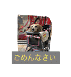 ミニチュアダックスフンドなな（個別スタンプ：35）