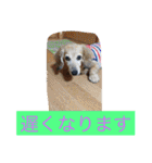 ミニチュアダックスフンドなな（個別スタンプ：36）