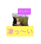 ミニチュアダックスフンドなな（個別スタンプ：38）