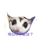 老眼ママより連絡（個別スタンプ：1）