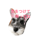 老眼ママより連絡（個別スタンプ：4）