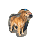 犬とアヒル（個別スタンプ：1）