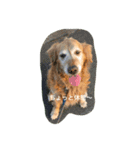犬とアヒル（個別スタンプ：7）
