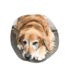 犬とアヒル（個別スタンプ：9）
