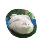 犬とアヒル（個別スタンプ：10）