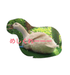犬とアヒル（個別スタンプ：14）