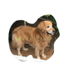 犬とアヒル（個別スタンプ：16）