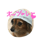 まろんがいっはい（個別スタンプ：2）