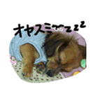 まろんがいっはい（個別スタンプ：3）