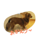 まろんがいっはい（個別スタンプ：4）