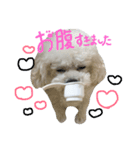トイプードルのマルちゃん（個別スタンプ：5）
