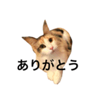 ぷにたまでこスタンプ（個別スタンプ：18）