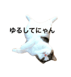 ぷにたまでこスタンプ（個別スタンプ：23）