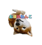 柴犬の鈴太郎（個別スタンプ：1）