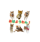 柴犬の鈴太郎（個別スタンプ：2）