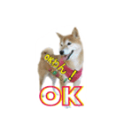 柴犬の鈴太郎（個別スタンプ：3）